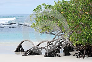 Mangrove trees growing at beach Galapagos Island photo